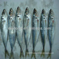 frozen pacific horse mackerel indian horse mackerel fish